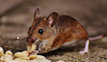 24 Hour & Emergency Exterminators in Hagerstown, MD